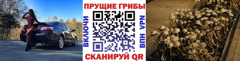 Купить  Приволжский  Псилоцибиновые грибы Cubensis 